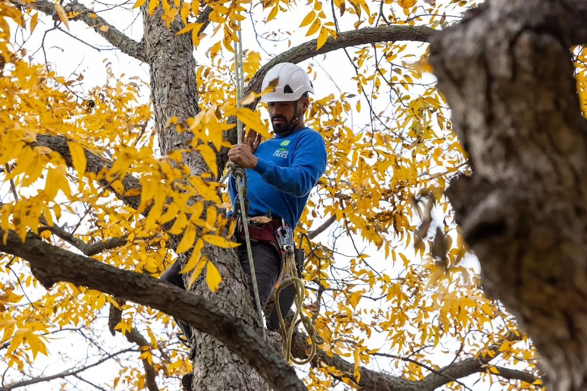 Skilled Tree Transplanting crew working in Fredericktown
